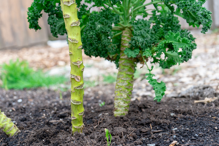 Kale stem growing out of the ground in soil compost, showing where leaves were cut and kale kept growing through winter, in springtime.の写真素材