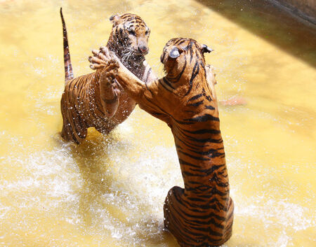 Tiger zoo, Sriracha Thailandの写真素材