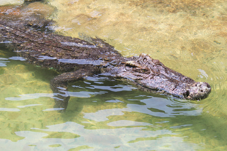 Crocodile farm and zoo, Crocodile farm Thailandの写真素材