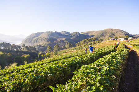 Doi Angkhang mountain, chiangmai, Thailand, strawberry fieldの写真素材