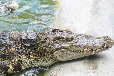 Pattaya crocodile farm, Pattaya. Thailandの写真素材