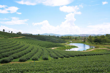 Choui Fong Tea farm, Chiang Rai Thailand