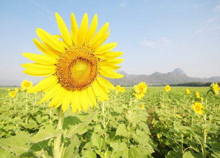 Khao Jeen Lair, Sunflower field, Lopburi Thailandの写真素材
