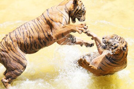 Tiger zoo, Sriracha Thailandの写真素材