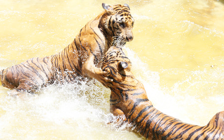 Tiger zoo, Sriracha Thailandの写真素材