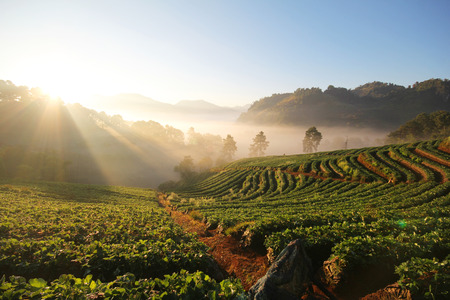 Doi Angkhang mountain chiangmai Thailand strawberry fieldの写真素材