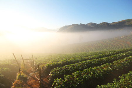 Doi Angkhang mountain chiangmai Thailand strawberry fieldの写真素材