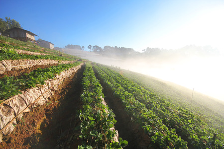 Doi Angkhang mountain chiangmai Thailand strawberry fieldの写真素材