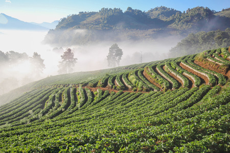 Doi Angkhang mountain chiangmai Thailand strawberry fieldの写真素材