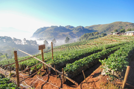 Doi Angkhang mountain chiangmai Thailand strawberry field