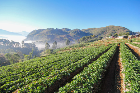 Doi Angkhang mountain chiangmai Thailand strawberry fieldの写真素材
