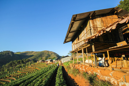 Doi Angkhang mountain chiangmai Thailandの写真素材