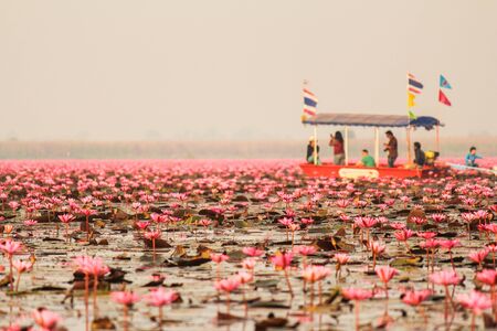 Red lotus in the pond at Kumphawapi, Udonthani, Thailandのeditorial素材