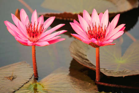Red lotus in the pond at Kumphawapi, Udonthani, Thailandの写真素材