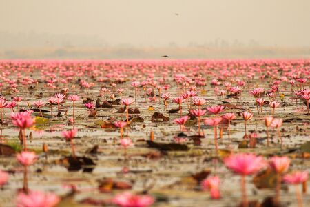 Red lotus in the pond at Kumphawapi, Udonthani, Thailandの写真素材