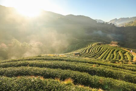 Doi Angkhang mountain, Chiangmai, Thailandの写真素材