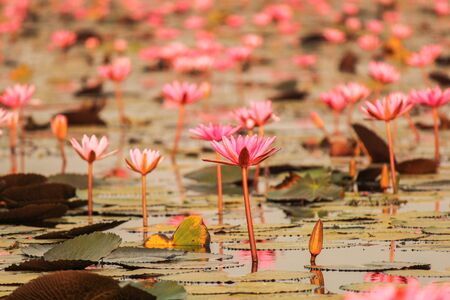 Red lotus in the pond at Kumphawapi, Udonthani, Thailandの写真素材