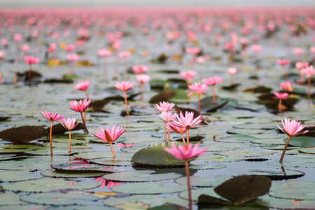 Red lotus in the pond at Kumphawapi, Udonthani, Thailandの写真素材