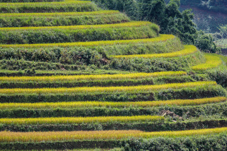 Rice fields on terraced of Sapa, Sapa District, Lao Cai Province, Northwest Vietnamの写真素材