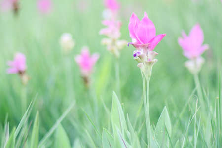Siam tulip or Krajeaw Flowers at Sai Thong National Park, Chaiyaphumの写真素材