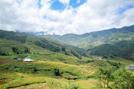 Rice fields on terraced of Sapa, Sapa District, Lao Cai Province, Northwest Vietnamの写真素材