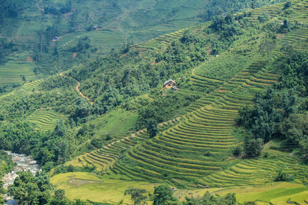 Rice fields on terraced of Sapa, Sapa District, Lao Cai Province,  Northwest Vietnamの写真素材
