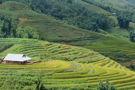 Rice fields on terraced of Sapa, Sapa District, Lao Cai Province,  Northwest Vietnamのeditorial素材