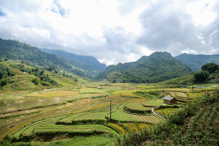 Rice fields on terraced of Sapa, Sapa District, Lao Cai Province,  Northwest Vietnamの写真素材