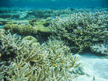Underwater view with wonderful and beautiful corals and tropical fish at Maldivesの写真素材