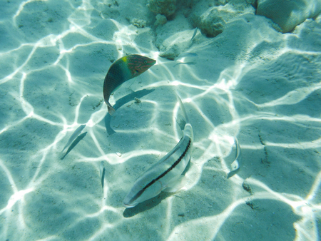 Underwater view with wonderful and beautiful corals and tropical fish at Maldives