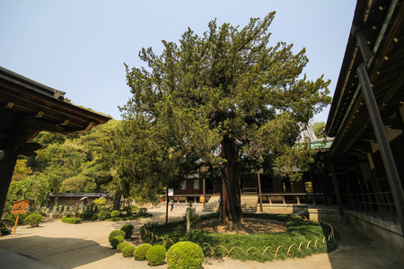 Engakuji temple, The famous temple in the city of Kamakura, Japanのeditorial素材