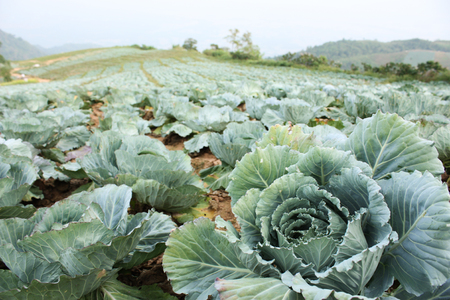 Cabbage fieldの写真素材