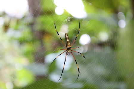 Golden Orb-weaver Spiderの写真素材
