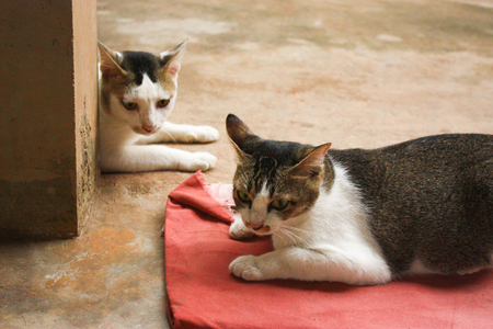 Twin catの写真素材