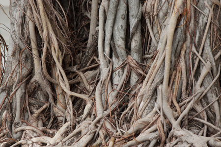 Banyan  rootの写真素材