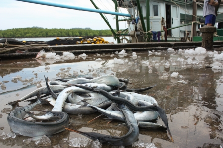 Fishery  Needlefish の写真素材