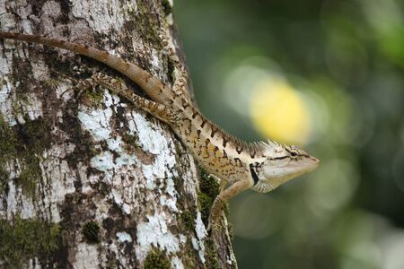Green forrest Lizard   Calotes emma emma の写真素材