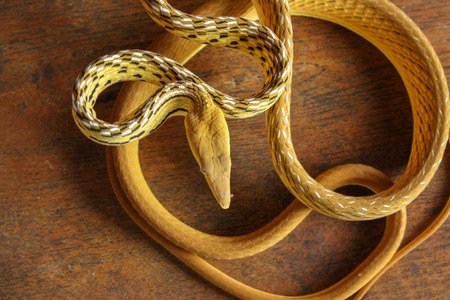 Vine snake  Ahaetulla prasina の写真素材