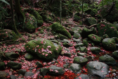 Maple wayの写真素材