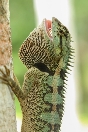 Green forrest Lizard   Calotes emma emma の写真素材