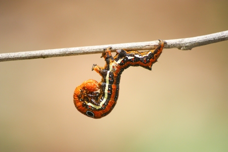 Acrobat worm  Thyas sp  の写真素材