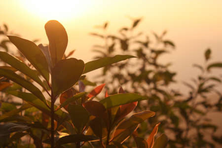 Sunlight on Plantの写真素材
