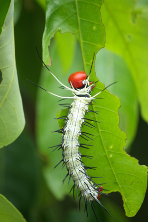 Moth larva  Dudusa sphingiformis の写真素材