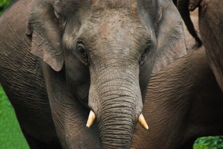 Elephant close-up の写真素材