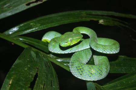 Hagen s Pitviper 