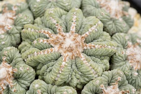 green aztekium cactus
