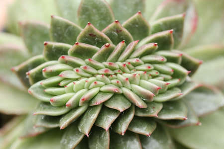 Green Rose succulentの写真素材