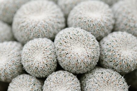 epithelantha cacti groupの写真素材