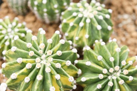 echinopsis cacti variegataの写真素材