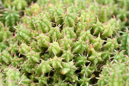 Euphorbia succulent greenの写真素材